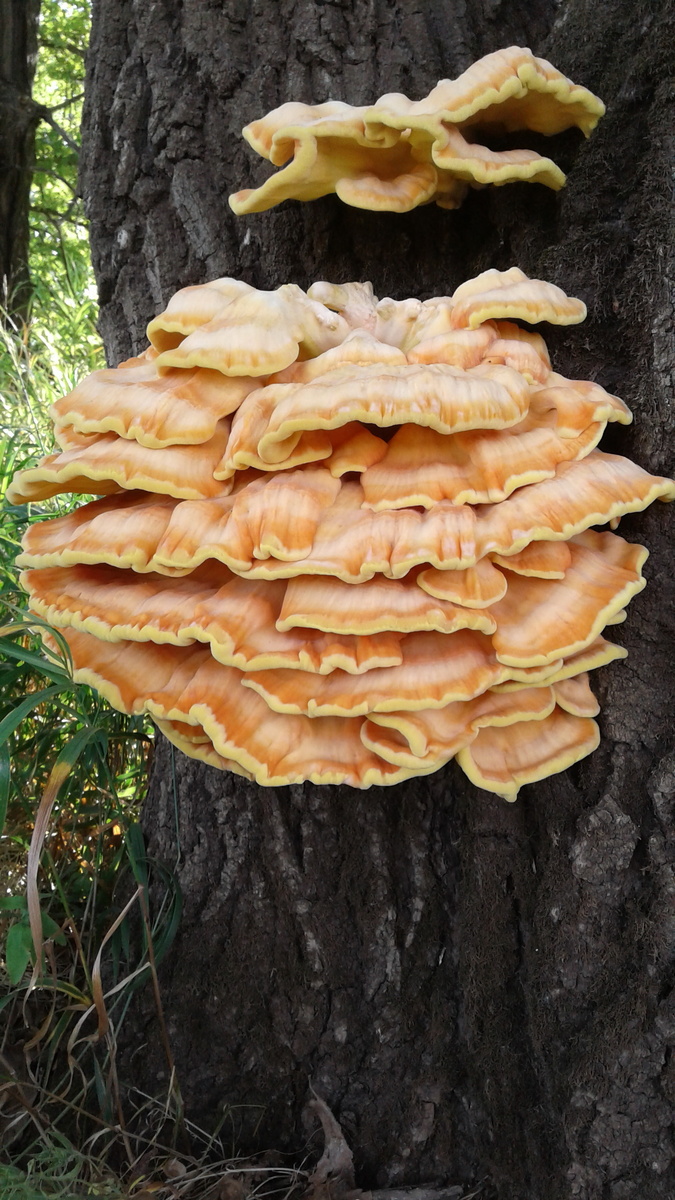 Трутовик серно-желтый