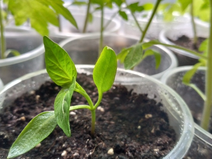 Как только распикировали рассаду - ей нужно помочь: 3 первых дела доя ускоренного укоренения. Агрономы советуют