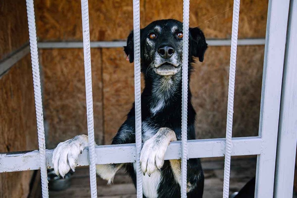    Власти обещают, что усыплять будут только агрессивных собак, но зоозащитники уверены - беда грозит всем подряд. Григорий КУБАТЬЯН