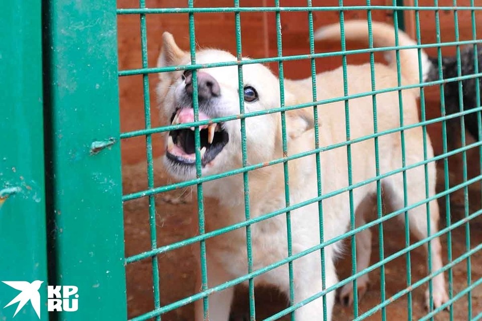   Олег РУКАВИЦЫН