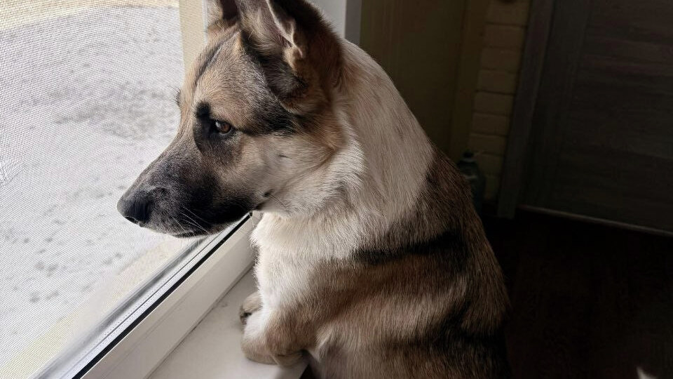 Выживать все сложнее: в Хабаровске нет желающих ухаживать за животными (ФОТО)