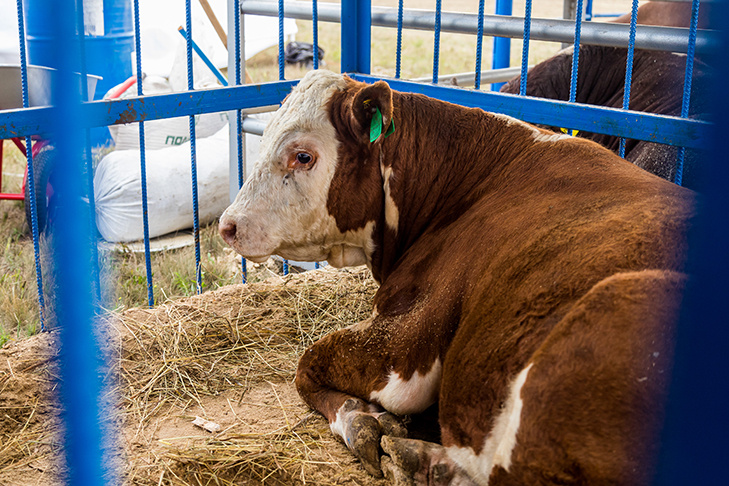    Фото Андрея Заржецкого, VN.ru