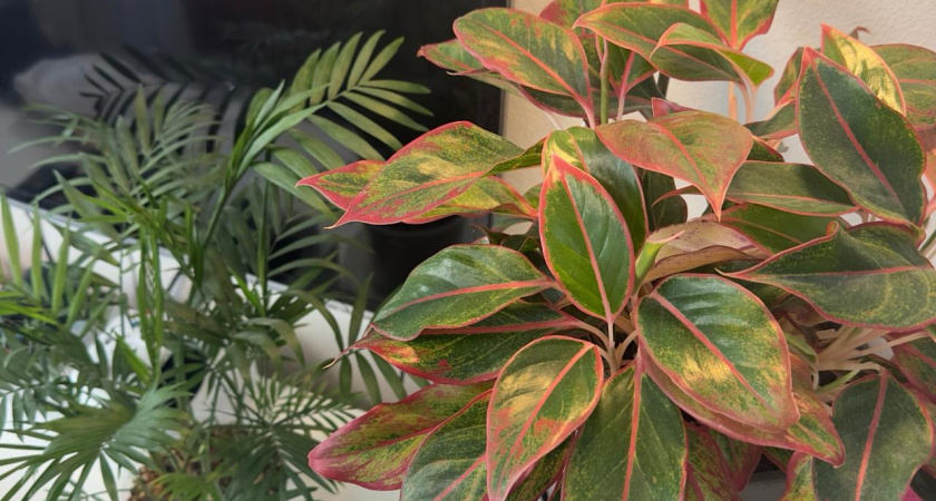    Фото progorod43.ru