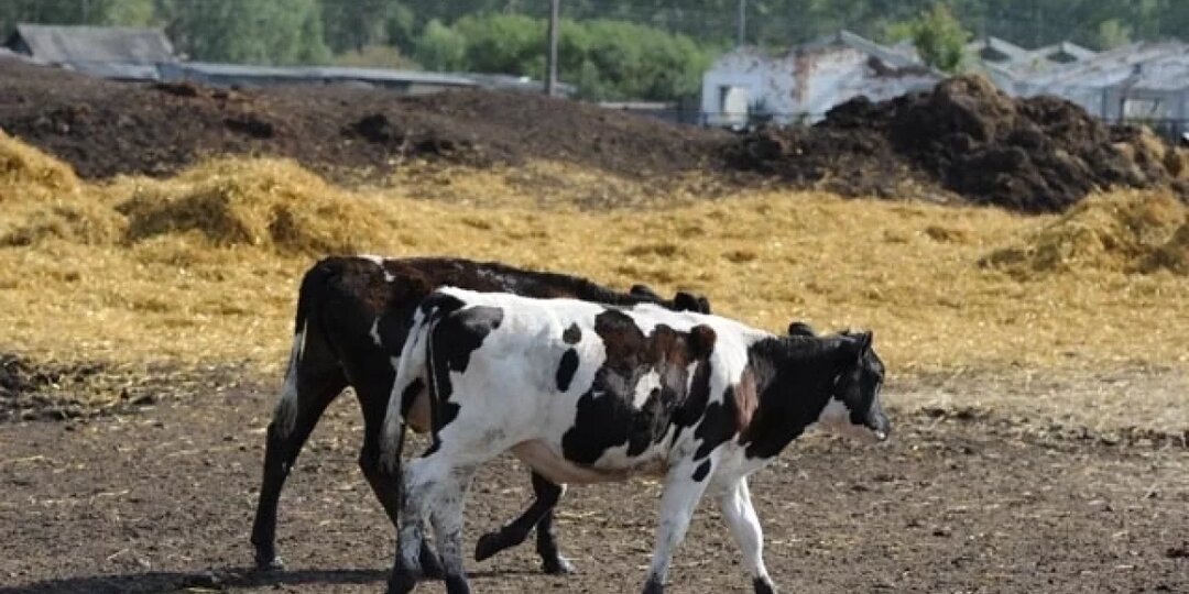 В Новосибирской области не подтвердили вспышку ящура