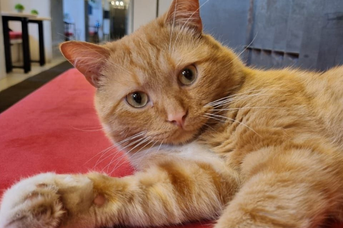    Фото: ВК-сообщество Музей Анны Ахматовой в Фонтанном Доме