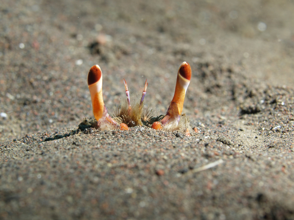 ���� ����� ���.