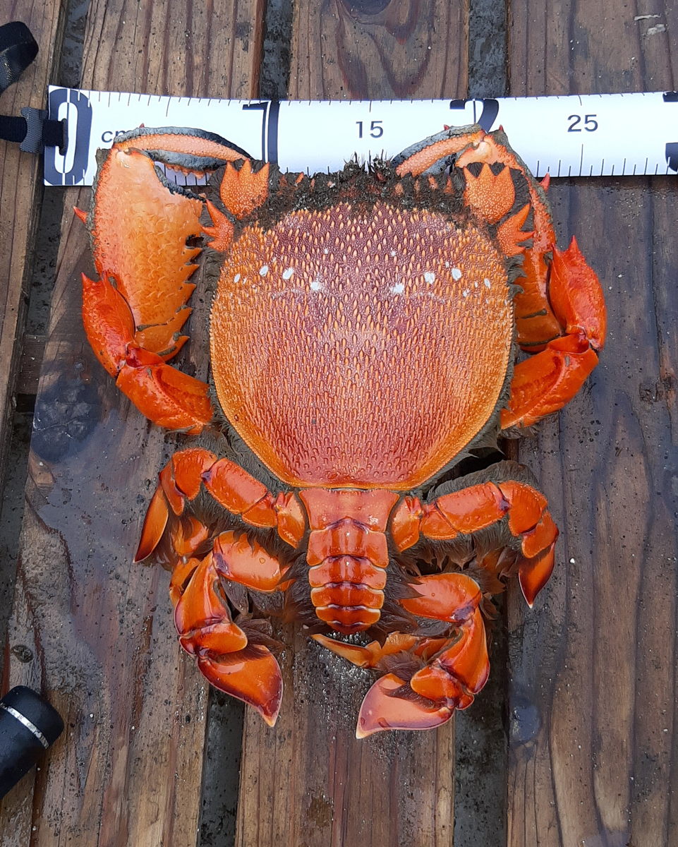 �� ��������������, �� ����? ������, ��� ������ �������� �������. 