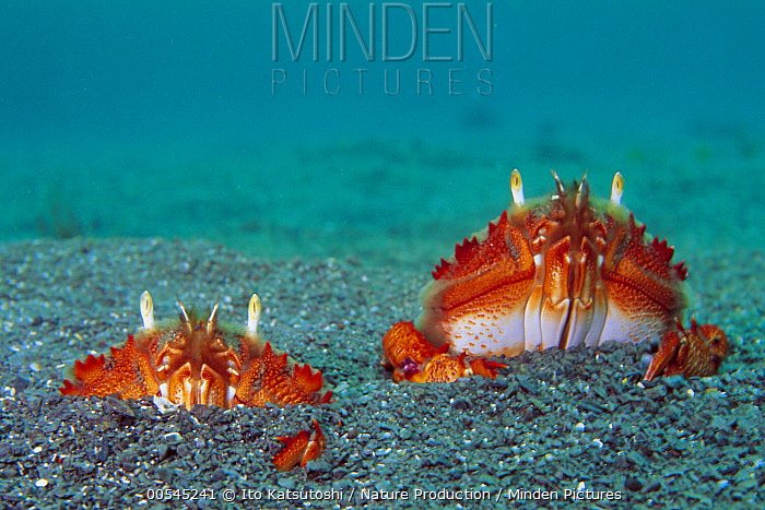 ������ �����!