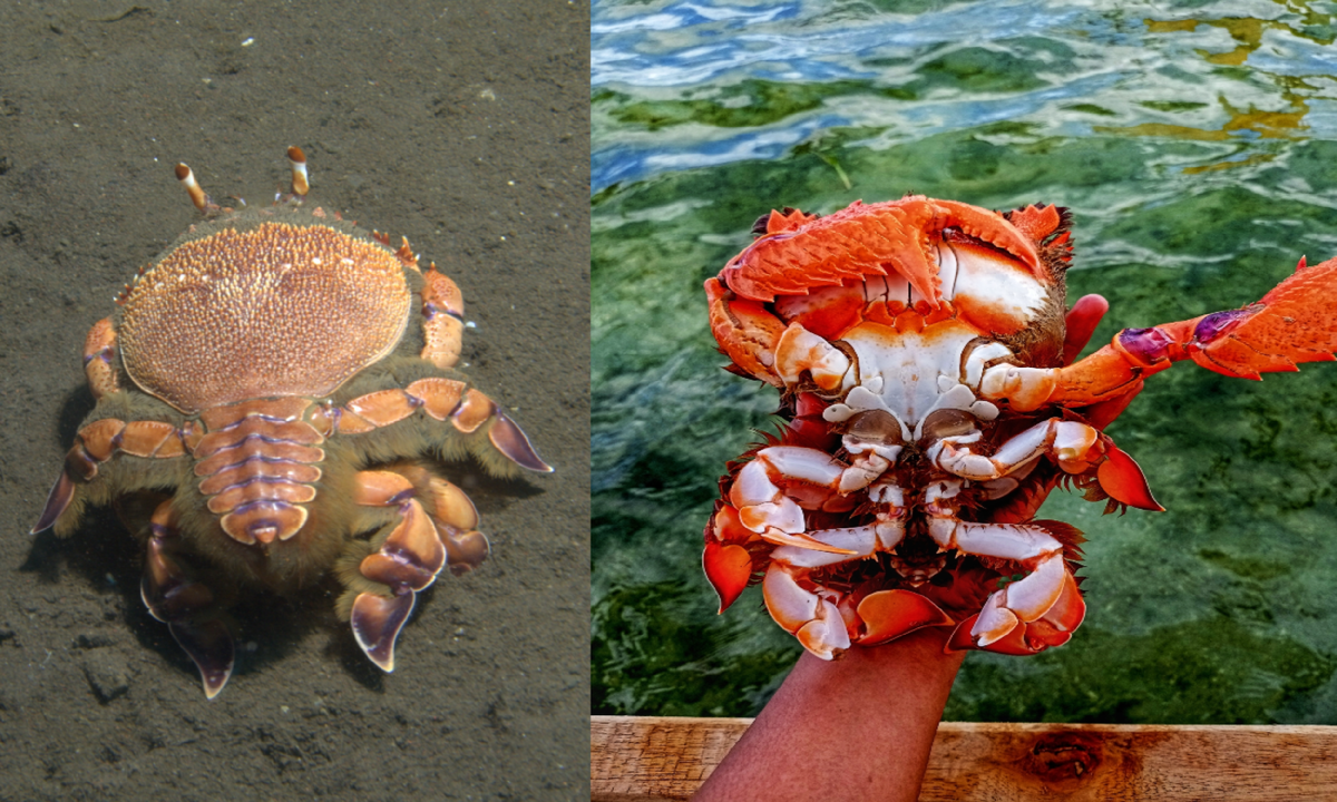 ��� ��������� � ���������� ��������.