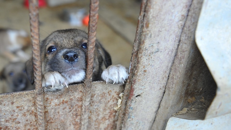 Замерзающий под мостом щенок обрел хозяев после помощи барнаульцев