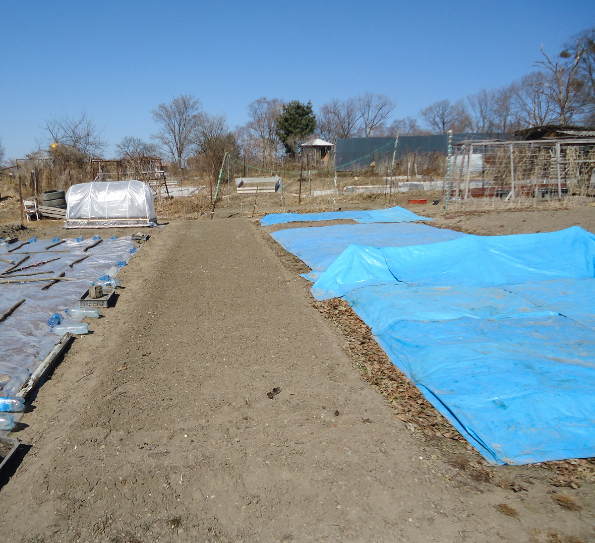 Насыпная грядка для клубники готова принять новыых жильцов