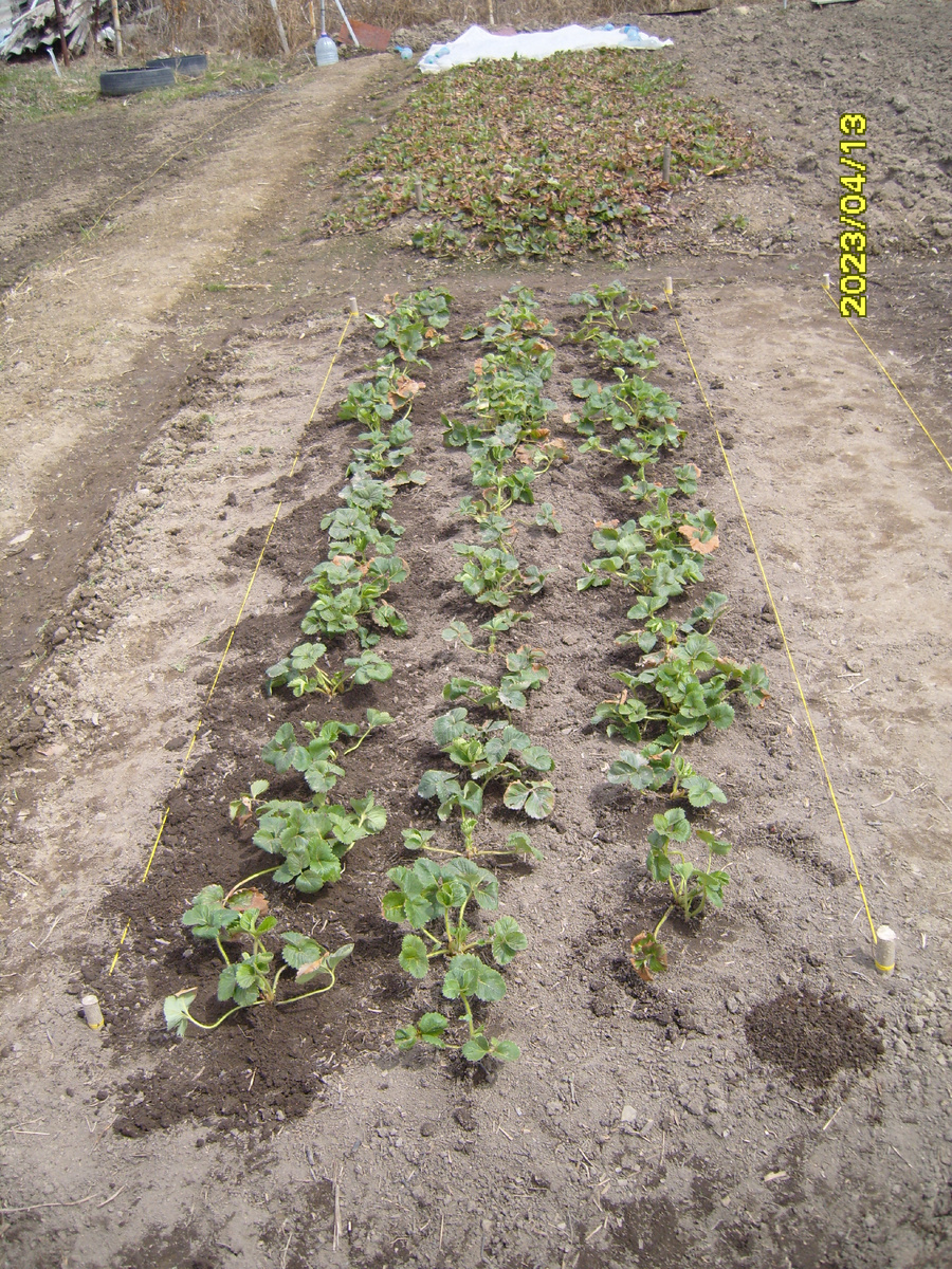 Небольшая грядка из усов одного кустика Купчихи