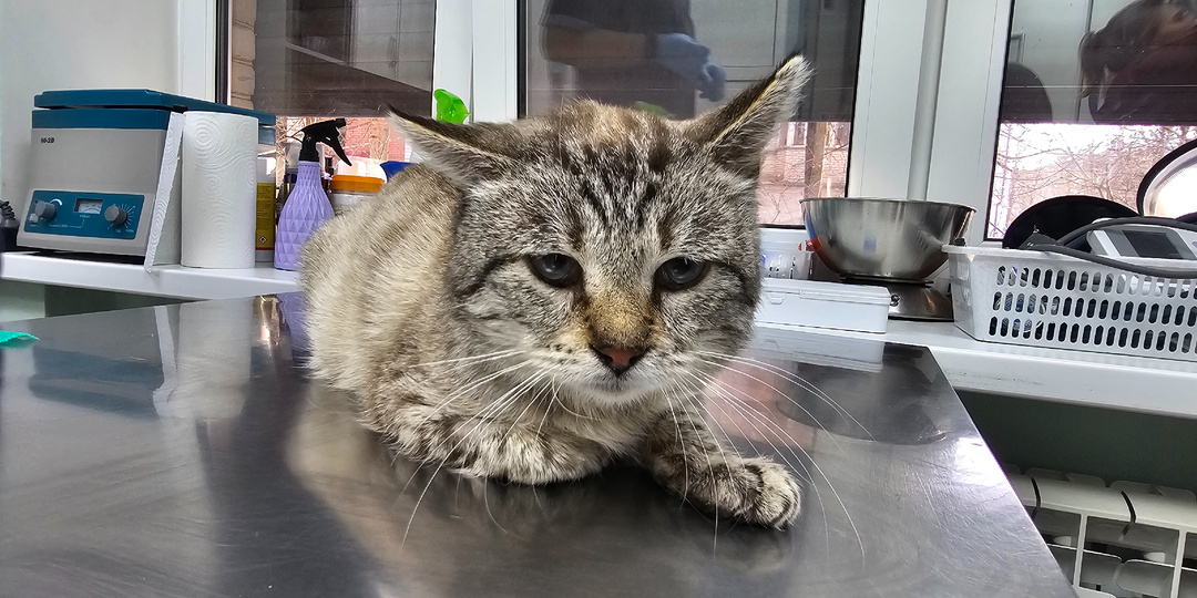 Помогите спасти кота. Кота спасти.