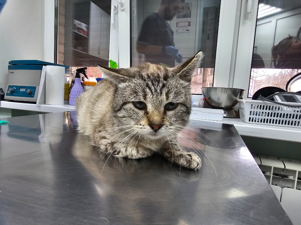 Фото автора. КотЬ у врачей и надо снова к врачу.