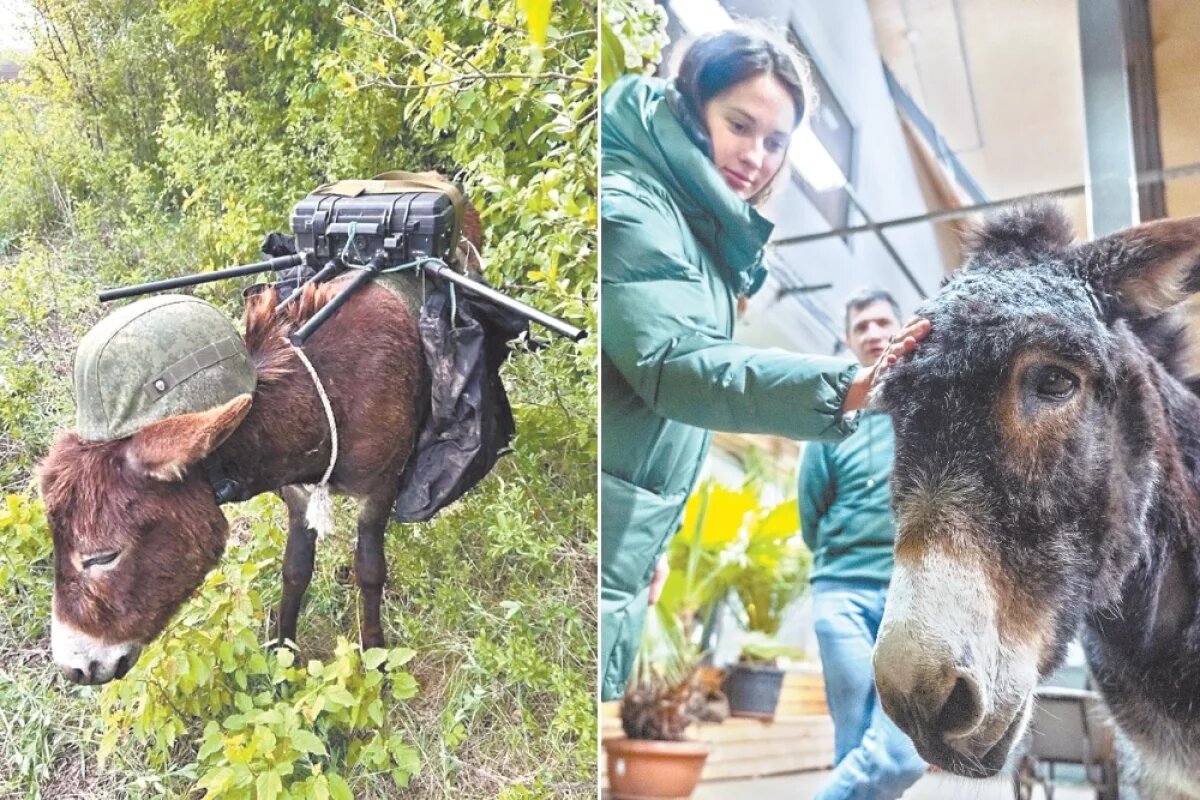    Раньше Жорик нёс военную службу в Токмаке. А теперь подставляет почесать свои длинные уши посетителям зоопарка.