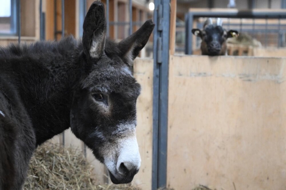    Сначала Жорик проходил адаптацию в Зоосаде в вотчине Деда Мороза в Великом Устюге и в конце ноября прибыл в Москву. Фото: РИА Новости/ Григорий Сысоев