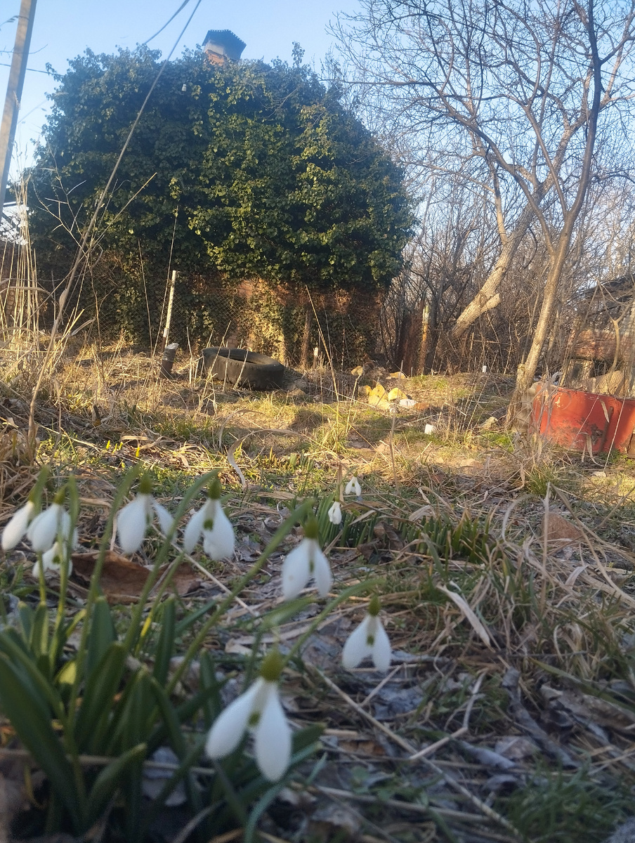 Заросший домик таинственный , фотокарточка новая 