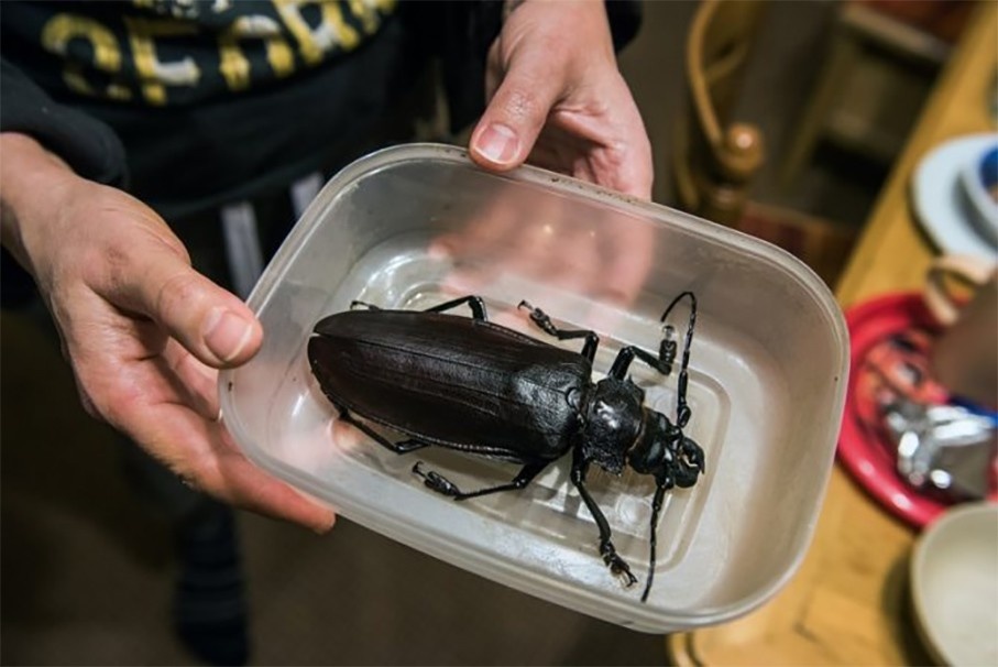 Дровосек - титан