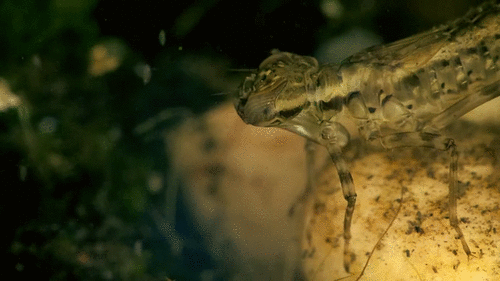 Личинка стрекозы - работа ротового аппарата