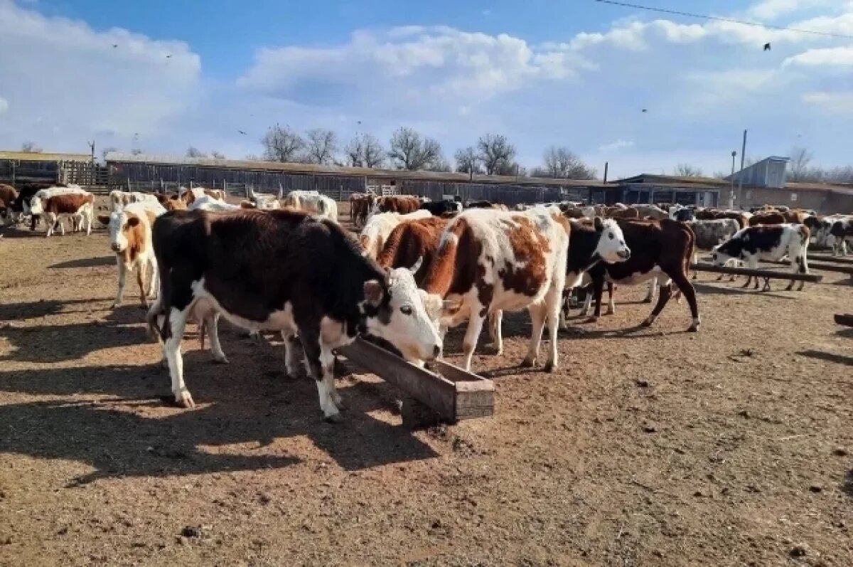    Астраханские фермеры наращивают производство мяса и рыбы