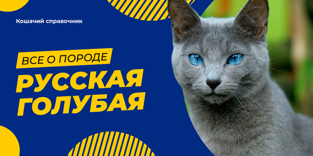 Русская голубая: гид по породе, уход и цены в 2026 году