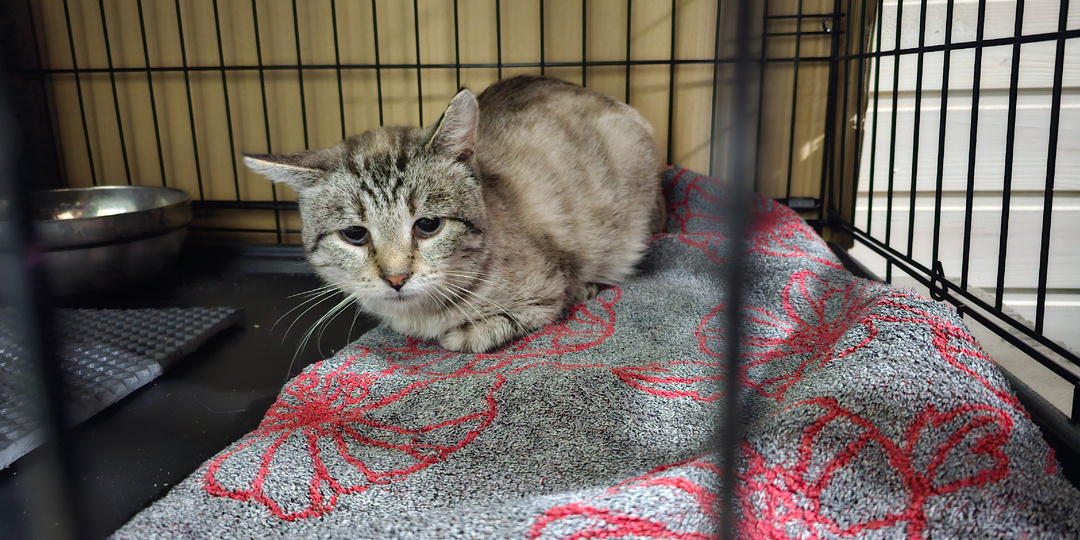 Он так боялся того кладбища, а теперь боится, что мы его туда отправим.