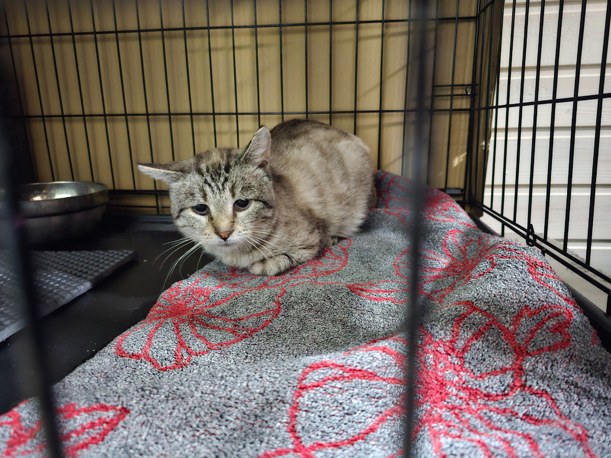 Фото автора. Помогите спасти КотЯ.