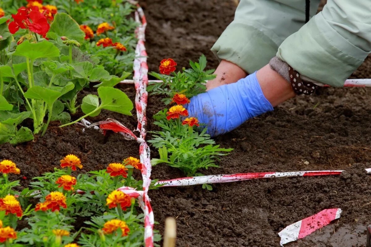    В Новосибирске к 9 Мая высадят 5000 бархатцев и гераней