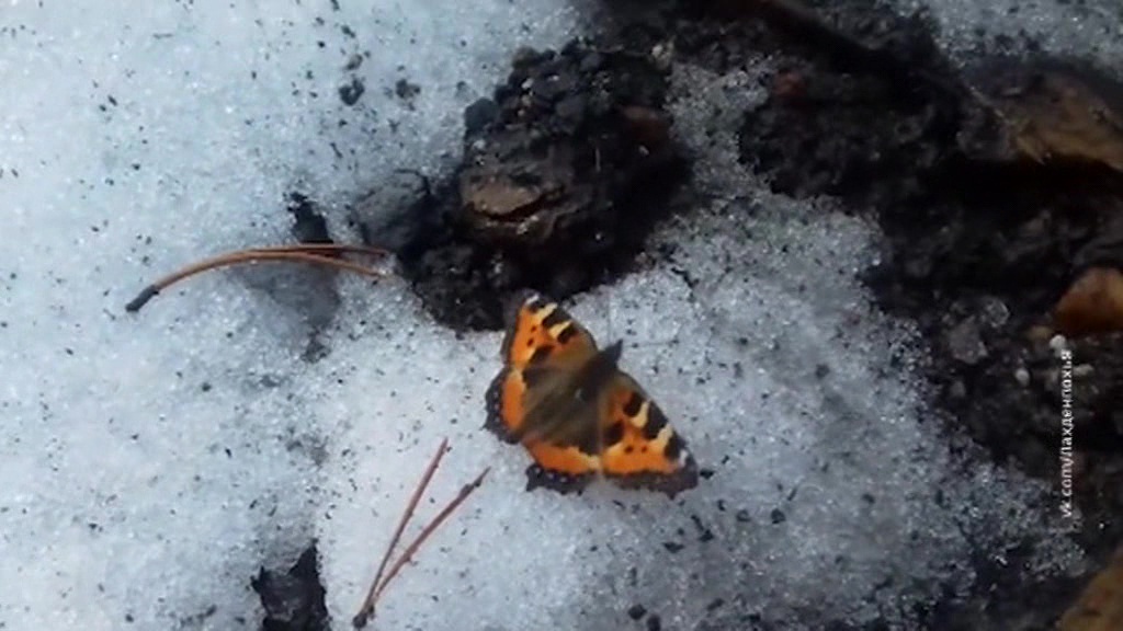    Погода 24. 1 весна