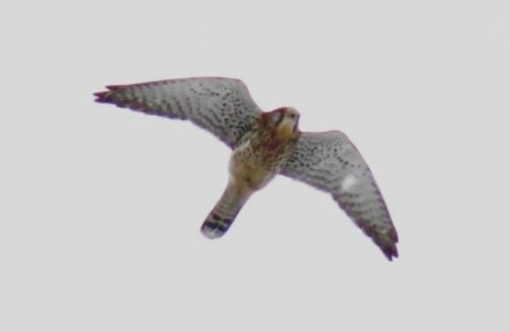    В Оренбуржье раньше срока заметили пустельгу Оренбуржье