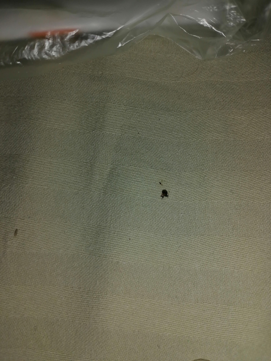 Это не тараканы, это, кажется, муравьи.  Может,я уже труп? (Шютка)