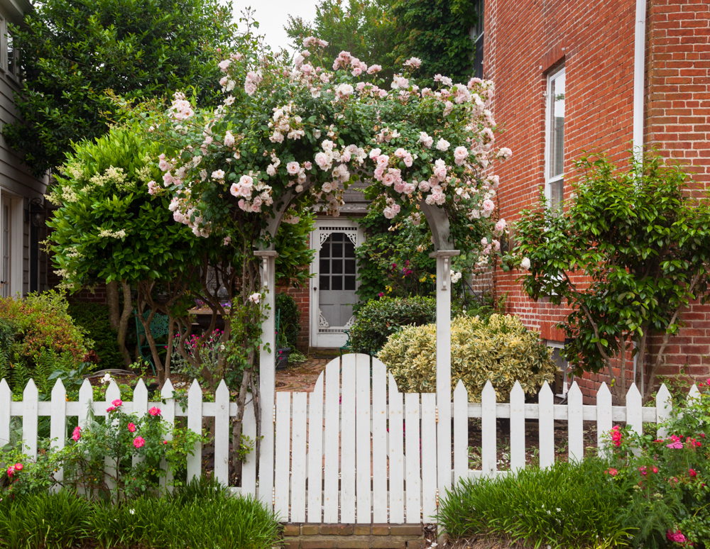 Пергола, увитая розами, — классика романтического сада