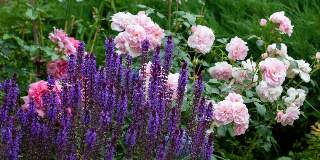 Романтический сад: как создать уголок любви и нежности на вашем участке ❤️