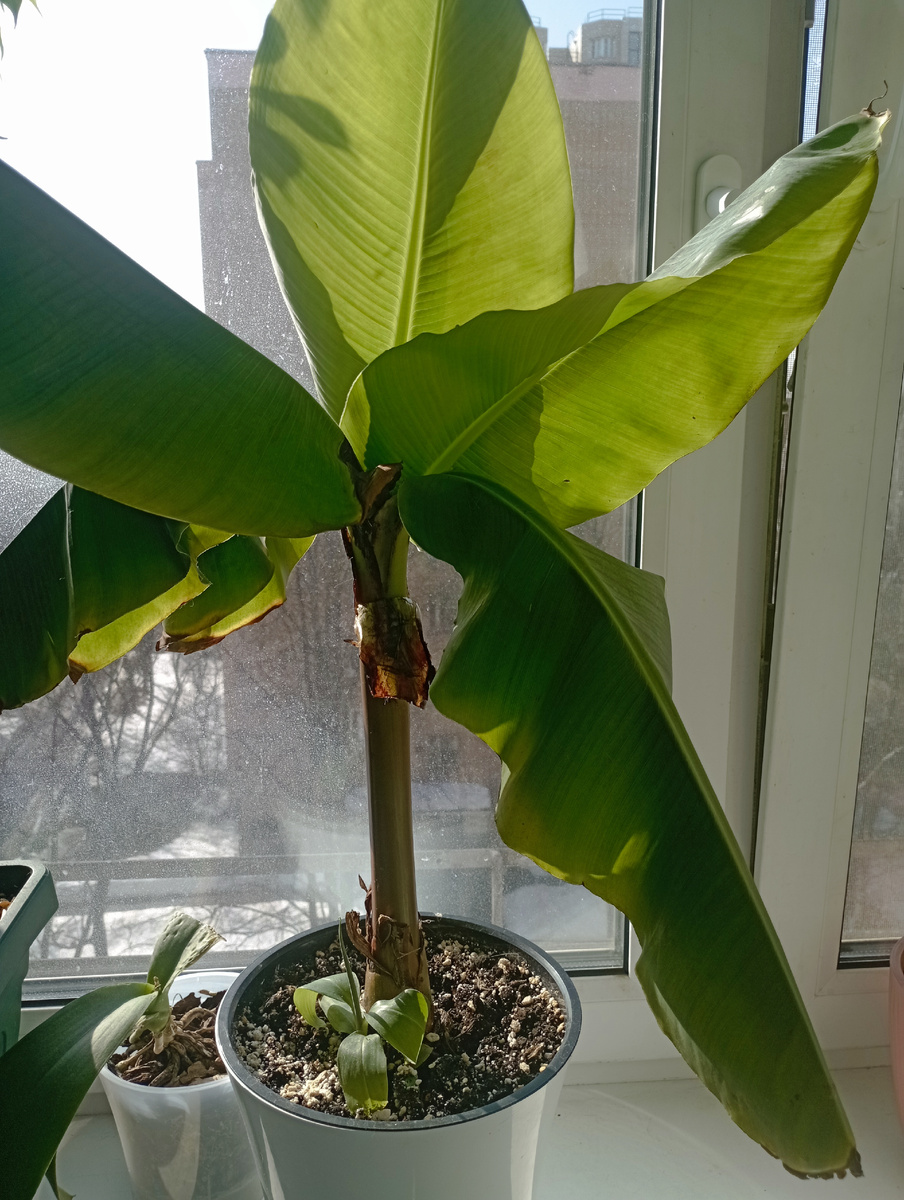 Этот банан уже пару раз себя окупил. В прошлом году пять его деток продала на Авито