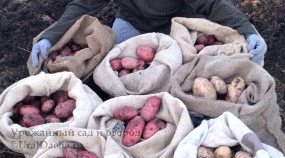 Почему у кого-то картофеля всегда много. Расскажу, как мы сажаем и выращиваем картошку