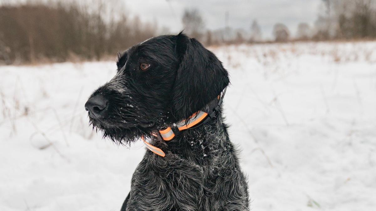    Так выглядит собака породы дратхаар. Фото несет иллюстративный характер