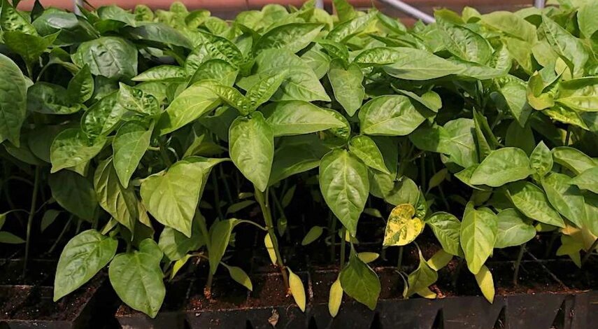 Почему у рассады перца желтеют листья: основные причины и способы их устранения