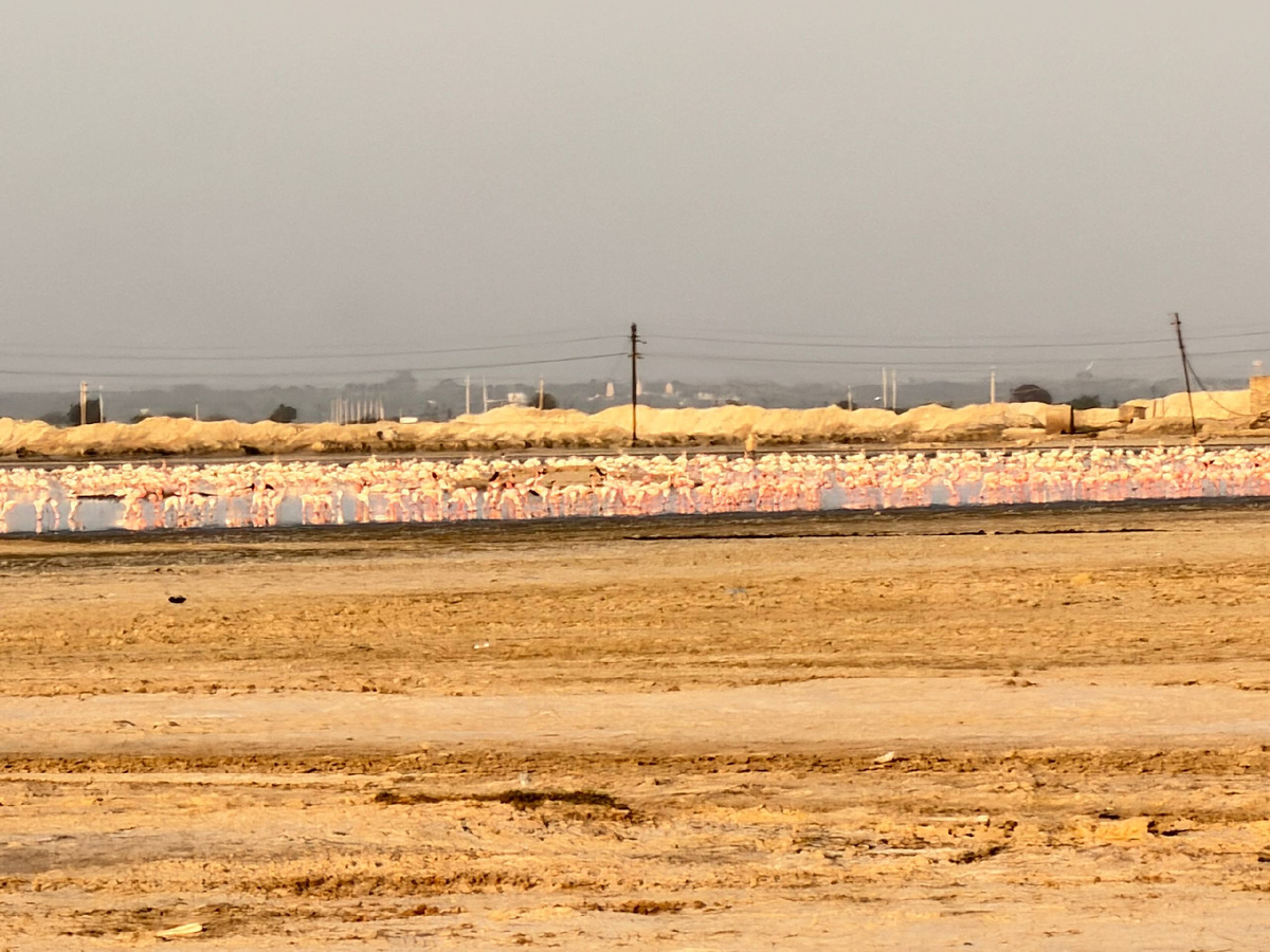 Озеро Самбхар, индийский штат Раджастан