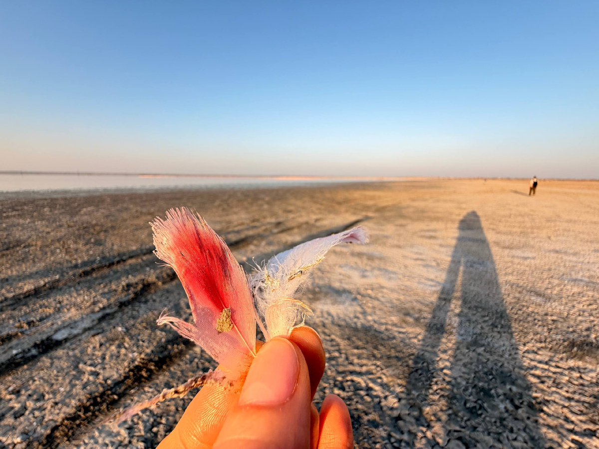 Весь берег озера усеян перьями фламинго