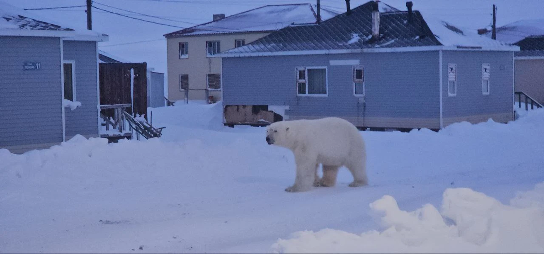 Белый медведь повадился воровать мясо у жителей села на Чукотке