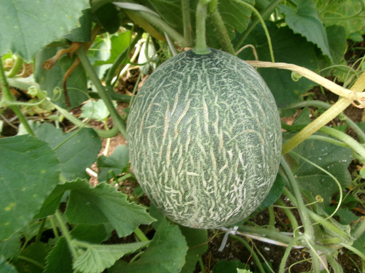 фото автора  дыня в теплице