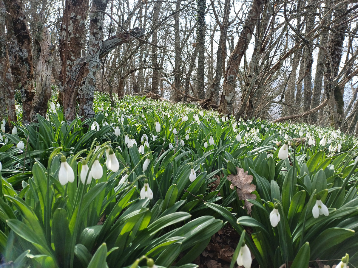Поляна цветущих подснежников; фото: Денис Филатов