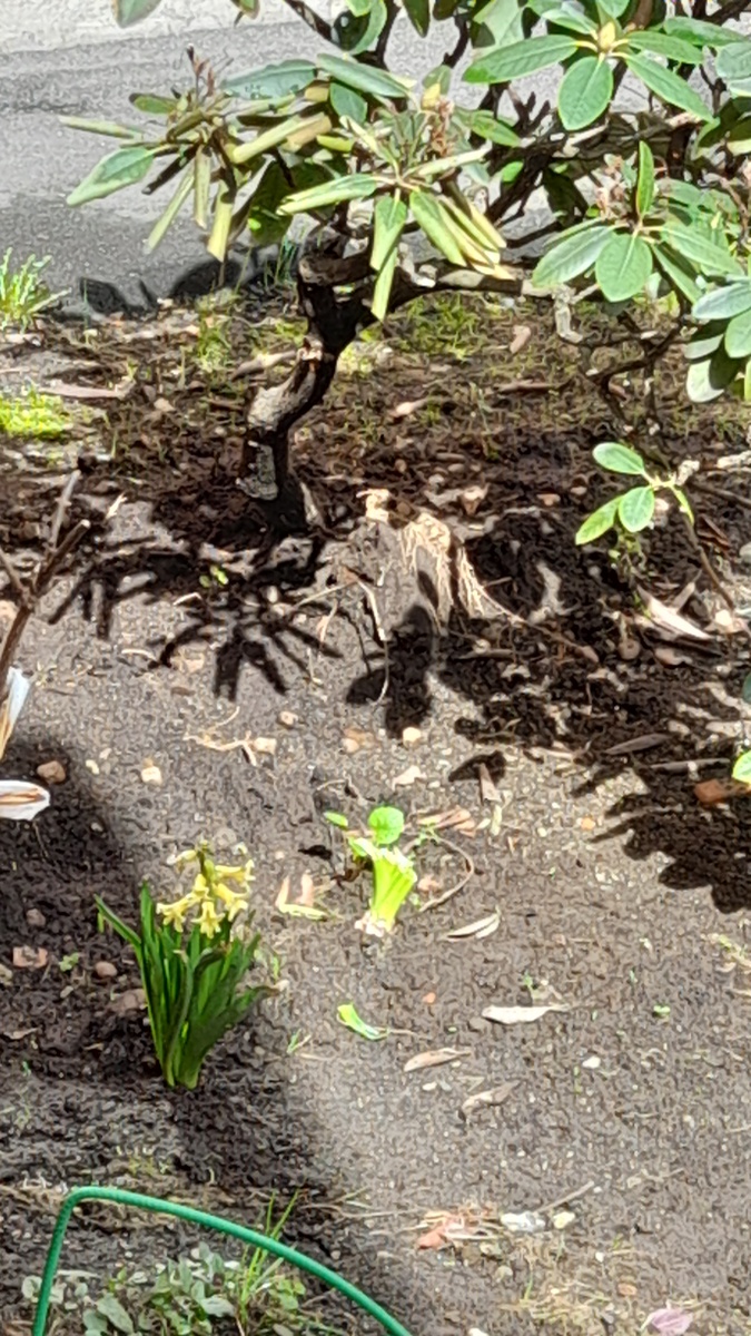 Гиацинт и родедендрон