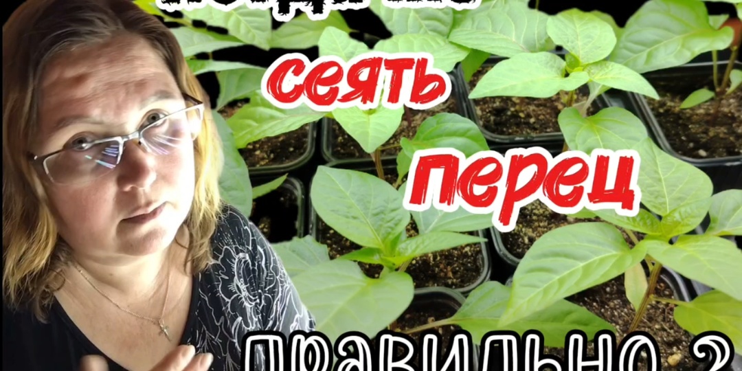 Когда сеять перец на рассаду для теплицы в Сибири в 2026 году: точные сроки для большого урожая