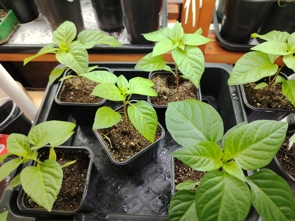 Рассада перца