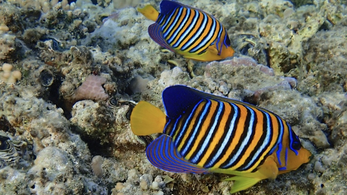 Фото из свободного источника интернет 