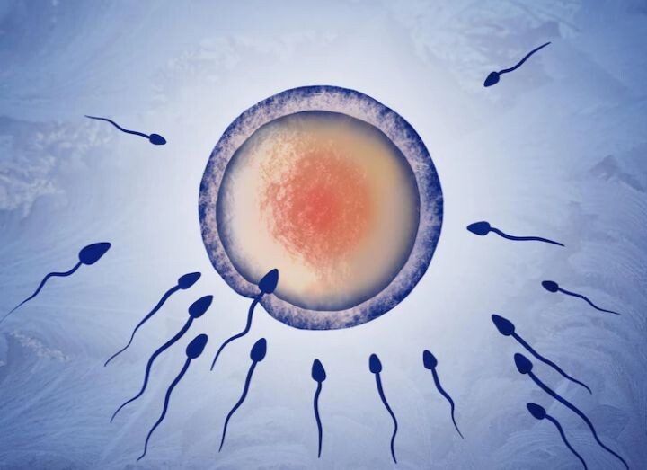 Яйцеклетка, которая борется за сперматозоид? Парадокс сознания...