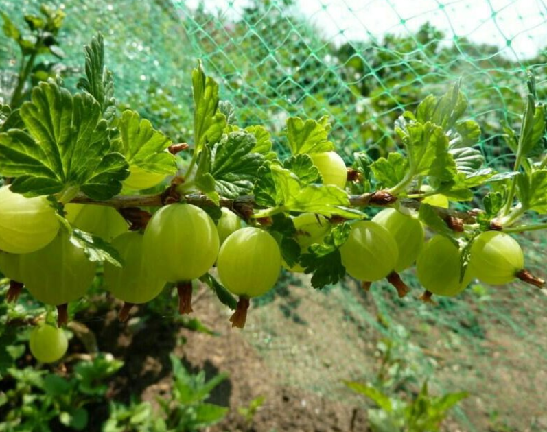 Источник: moja-tula.ru