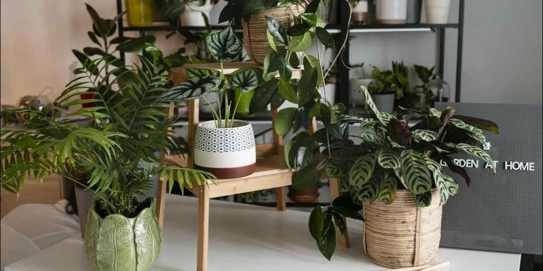 Эзотерика быта. Магия растений в доме: зелёные стражи, молчаливые лекари и живые фильтры пространства