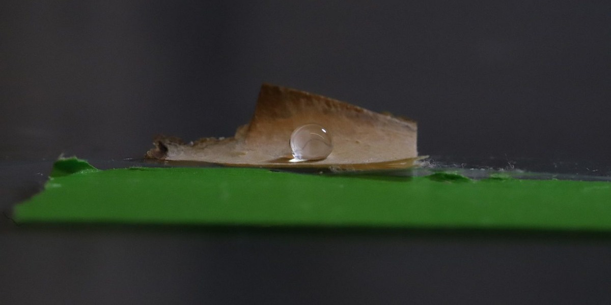 Фото: Howell Biointerface Lab